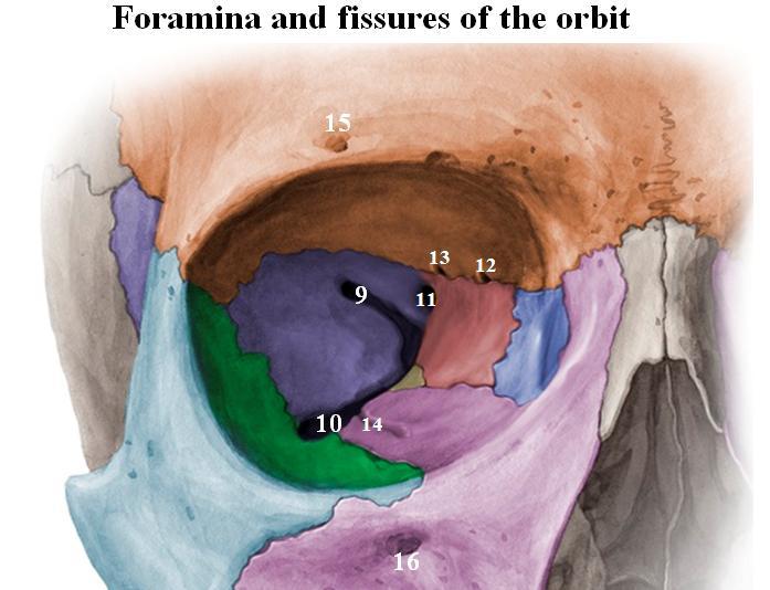Foramina and fissures of the orbit (and structures passing through) Superior orbital fissure (9) Inferior orbital fissure (10) Optic canal