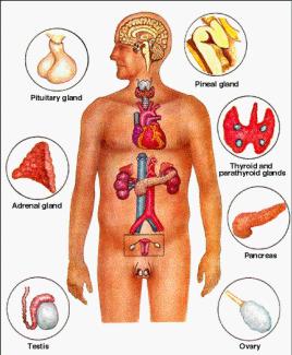 Endocrinology also focuses on the endocrine glands and tissues that secrete hormones. separate".