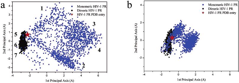 Flexibility of Monomeric and Dimeric HIV-1 Protease J. Phys. Chem. B, Vol. 107, No. 13, 2003 3075 Figure 8. Joint projections of the monomeric and dimeric HIV-1 PR onto 2D subspace.