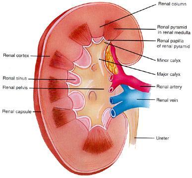 The Renal Pelvis Funnel-shaped area in each kidney that is surrounded by the