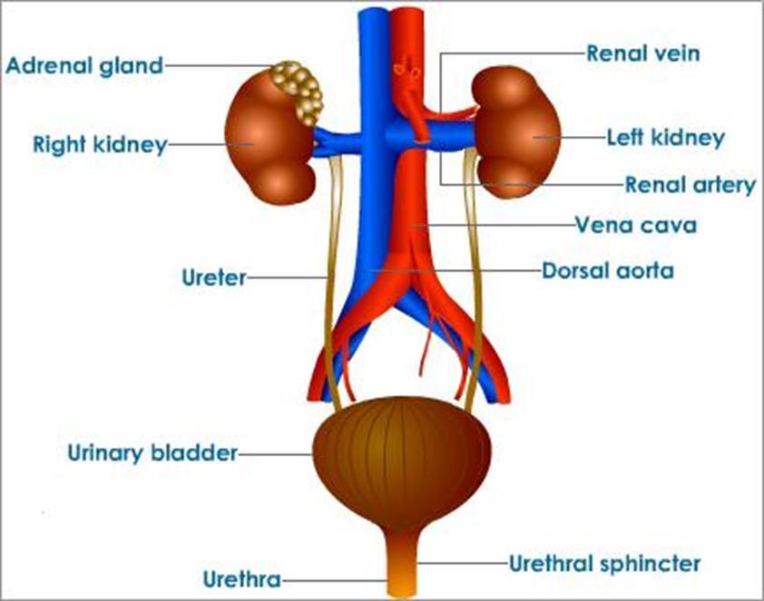 Structures of the Urinary System Kidneys