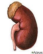 The Kidneys Filter blood constantly to remove waste products and excess water which are excreted as urine (95% water and 5% other wastes) 2 kidneys located retroperitoneally, one on each side of the