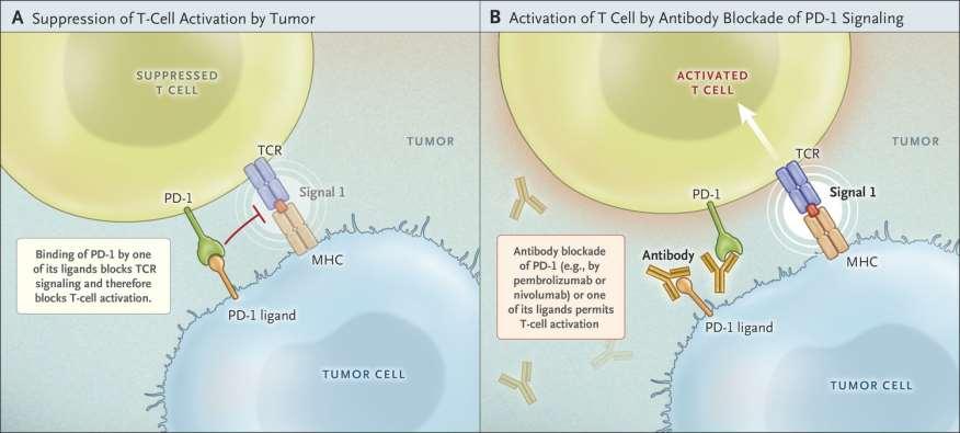 Releasing the brakes on cancer immunotherapy During long-term antigen exposure, Programmed Death 1