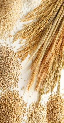 Celiac Disease *Gluten FREE diet No wheat, rye, barley Oats can be used cautiously