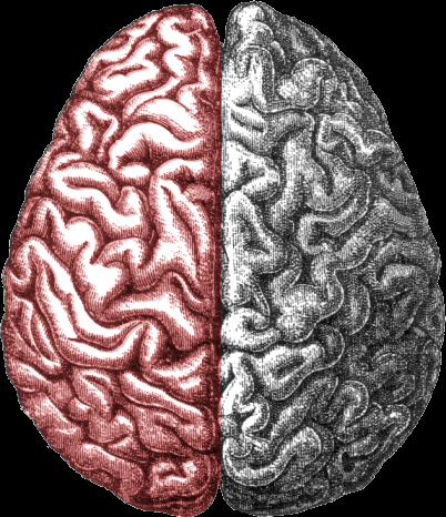 Left vs Right Brain Left Brain Stroke Cautious or