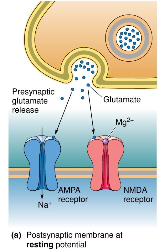 Cortical Synaptic Plasticity 2 AMPA receptors are activated by glutamate and conduct sodium ions when open.