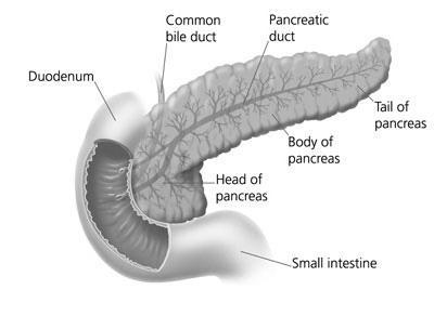 The Pancreas Gross