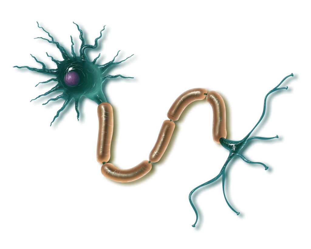 The Neuron Dendrites Cell body (the cell s life support center) Neuronal Impulse