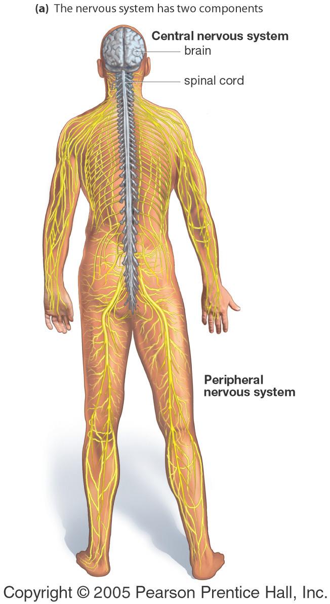 Nervous System The Nervous System An overview Includes Nerve tissue Sense organs Functions to Sense environment Process information it receives Respond to information 1 Copyright 2009 Pearson