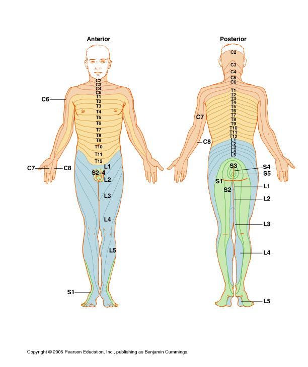Dermatomes Spinal Reflexes Reflex Actions Need a