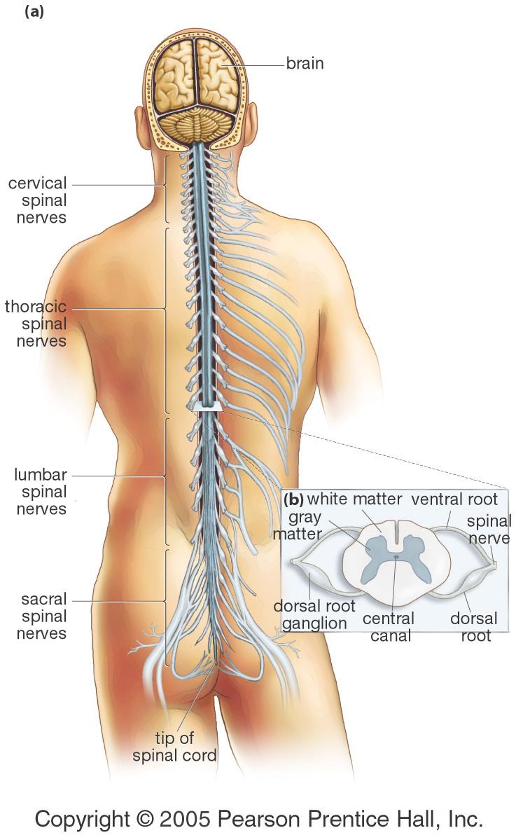 Review Question The Brain and Spinal Cord What is the inner most layer of the meninges? a) Pia Mater b) Dura Mater c) Arachnoid membrane Copyright 2009 Pearson Education, Inc.