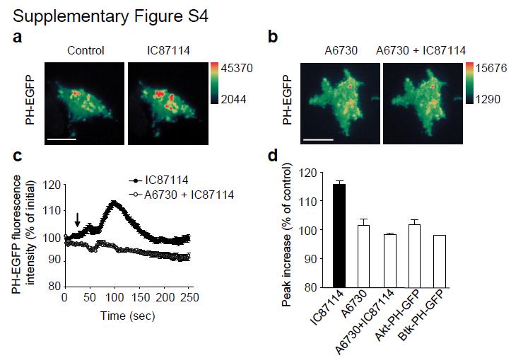 Supplementary Figure S4: IC87714-induced PtdIns(4,5)P 2 rise is blocked by the Akt kinase inhibitor, A6730.