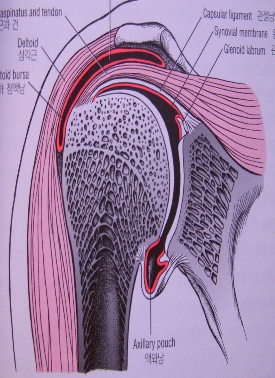 Shoulder anatomy Coracoacromial arch= CAL + acromial process Nomal 1cm Subacromial space - suprarspinatus tendon - subacromial bursa - biceps