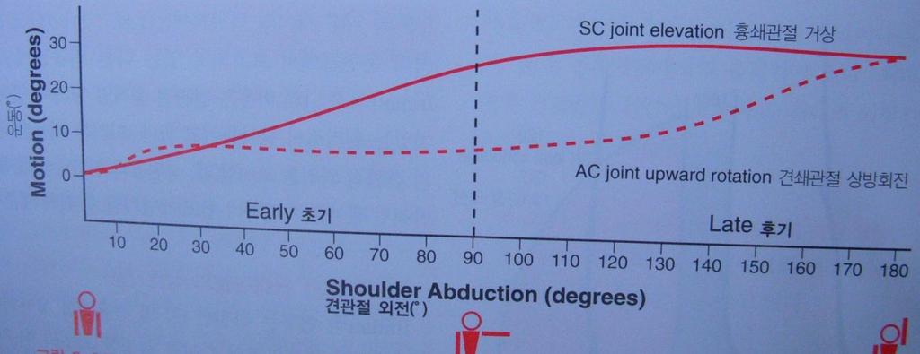 Shoulder anatomy SCJ & ACJ cooperation - early 90도 GHJ 60도 abduction + STJ 30도 up ro - terminal 90도 ~180도