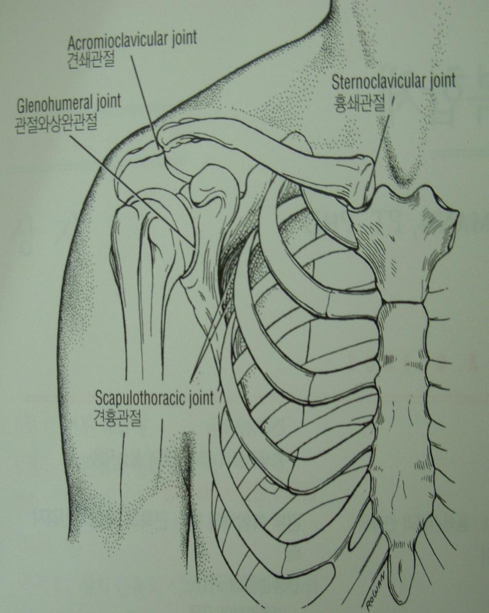 Shoulder anatomy SC joint AC