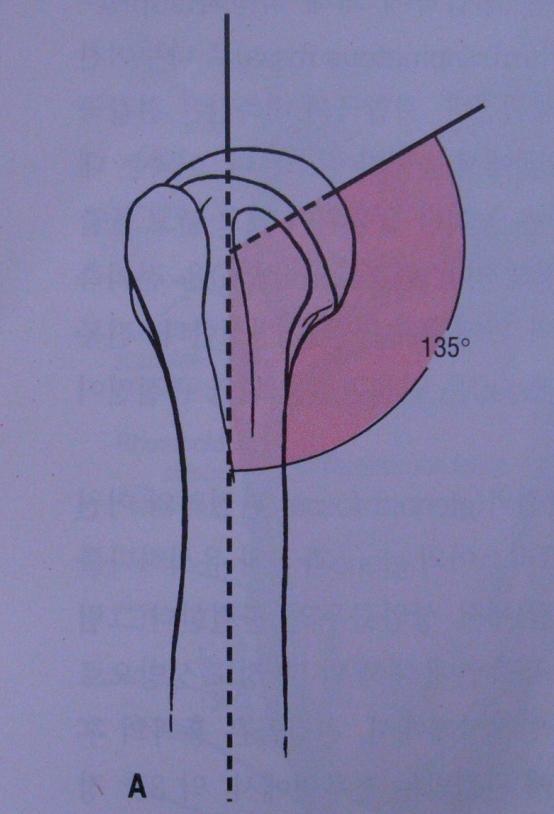 Shoulder anatomy(humerus)