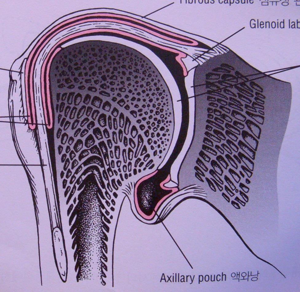 Shoulder anatomy(gh joint) GHJ-