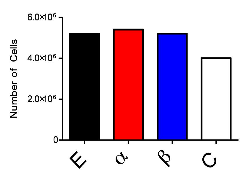Figure 1. Numbers of bone marrow cells counted at day 7 from bone marrow cultures in the presence of Estradiol (E), ERα agonist (α), ERβ agonist (β) and control (C). Figure 2b.
