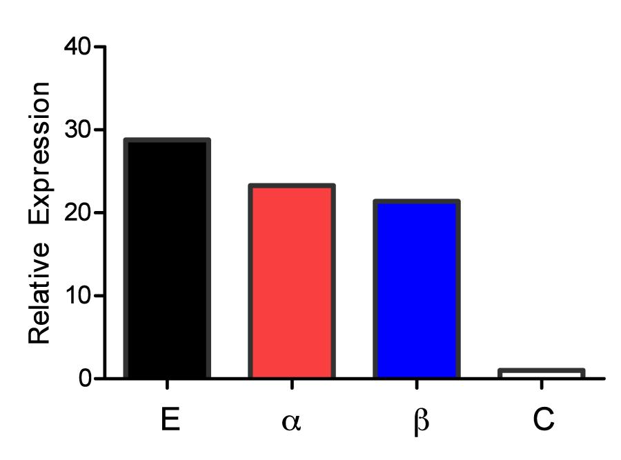 Number of Monocyte-derived cells in GM- CSF cultures with Estradiol (E), ERα agonist (α), ERβ agonist (β) and control (C) on days four and six. Figure 6.