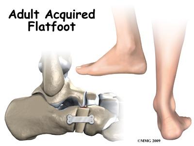 foot to bend up and down. The subtalar joint allows the foot to rock from side to side.