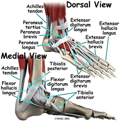 The toes have tendons attached that bend the toes down (on the bottom of the toes) and straighten the toes (on the top of the toes).