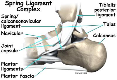 Many small ligaments hold the bones of the foot together. Most of these ligaments form part of the joint capsule around each of the joints of the foot.