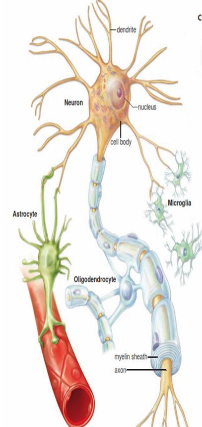 Oligodendrocytes form the myelin sheaths around fi bers in the brain and spinal cord.