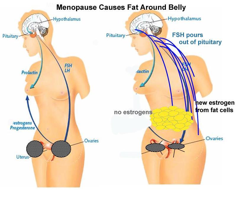 Introduction For post-menopausal women, body fat tends