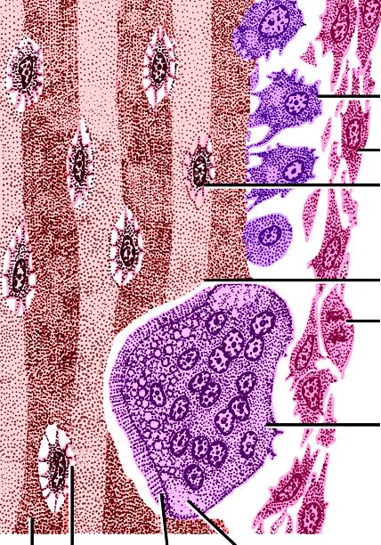 four types of cells Osteoprogenitor cell Osteoblast Osteocyte Osteoclast bone matrix