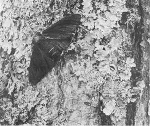 Moths with dark wings