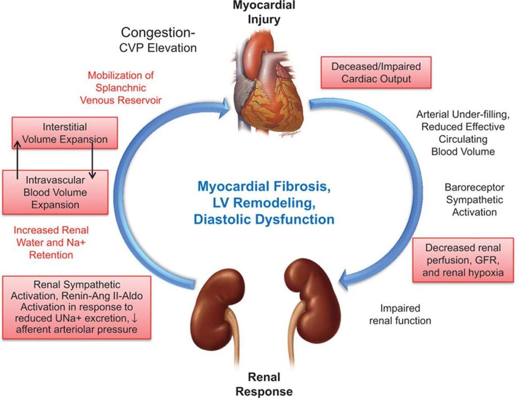 Cardio-renal interactions in volume expansion and congestion in
