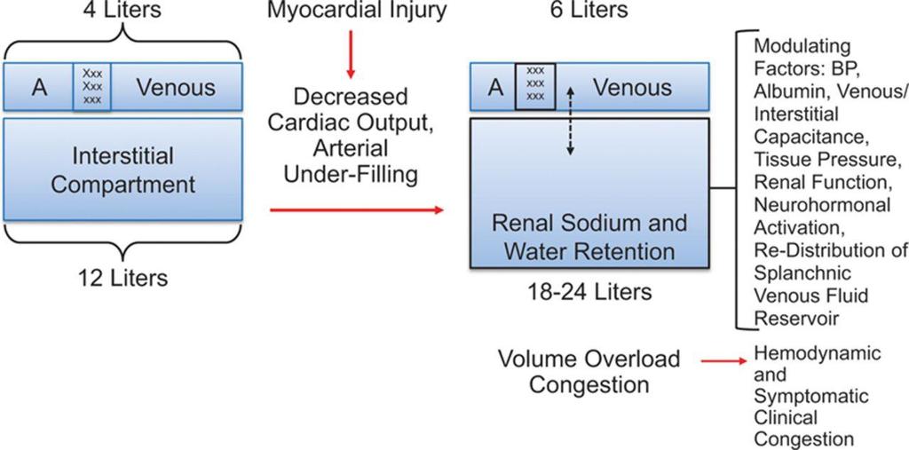 Paradigm of interstitial and intravascular volume expansion in