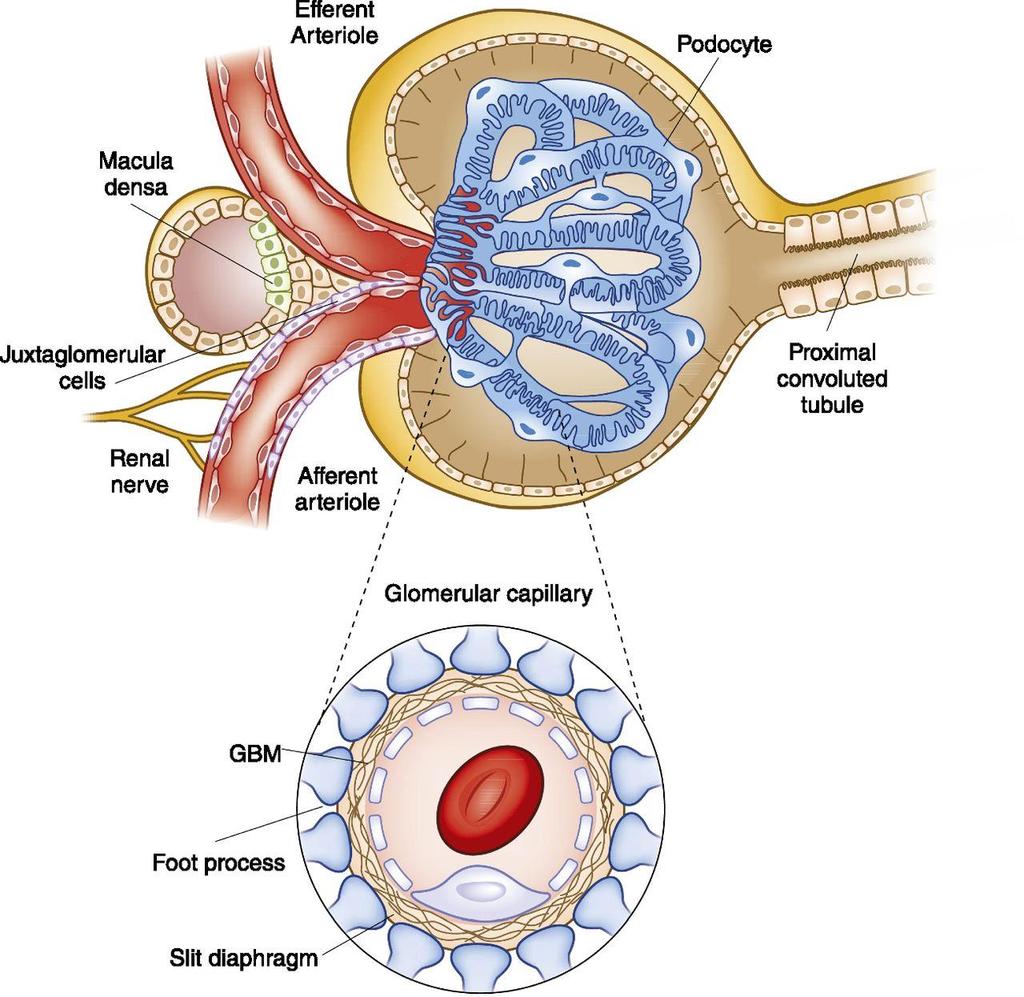 Structure of the renal corpuscle, looking into the Bowman s capsule at glomerular capillary tuft. 2.