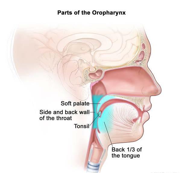 Anatomy of the Oropharynx The parts of the oropharynx are: Soft palate Side