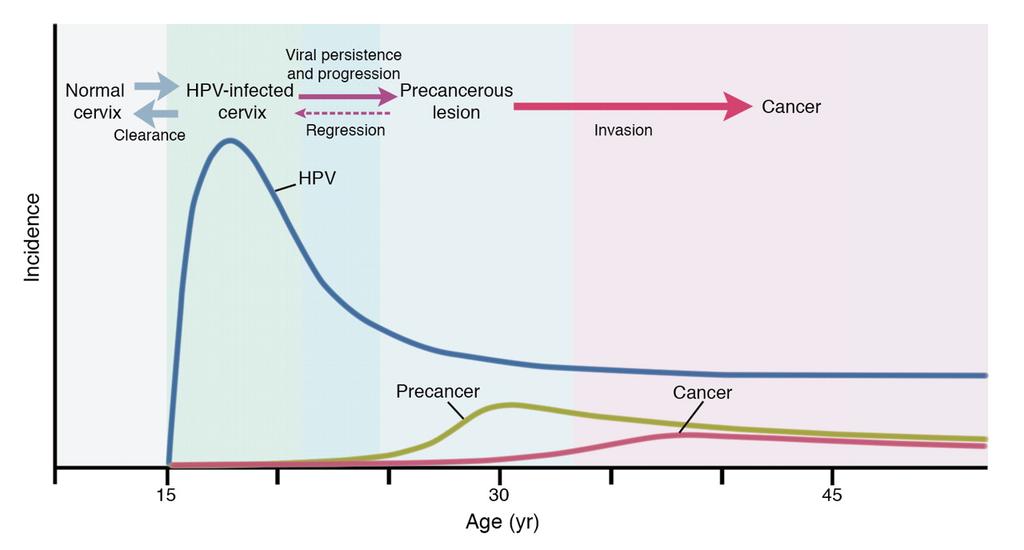 Natural History of HPV Infection to
