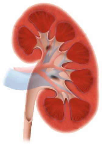 Reduce the reabsorption of glucose by the kidneys : glucosuria Liver Adipose Tissues Muscles Pancreas Kidneys Intestine