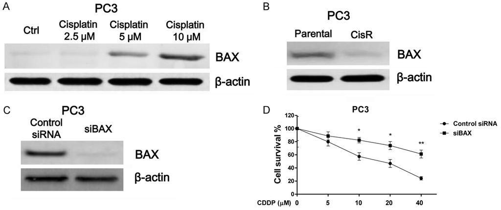 Figure 3. BAX is downregulated in cisplatin resistant prostate cancer cells. A. PC3 cells were treated with cisplatin at 0, 2.5, 5 or 10 μm for 72 hours.