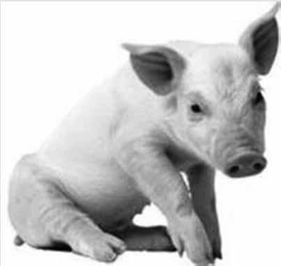 Swine Influenza Type A influenza virus Four main types isolated in pigs: H1N1, H1N2, H3N2, and H3N1 Similar to human influenza, swine flu viruses change constantly Pigs can be infected by avian