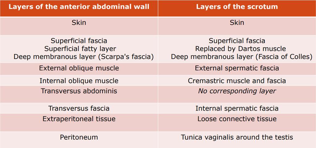The superficial fascia of the anterior abdominal wall is composed of two layers: a superficial fatty layer (Camper s fascia) and a deep membranous layer (Scarpa s fascia).