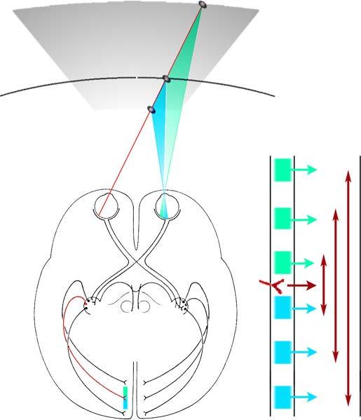 Panum s zone of fusion BINOCULAR INTERACTION - NEURAL CIRCUITRY The depth of Panum s zone is determined by the range of lateral intrinsic