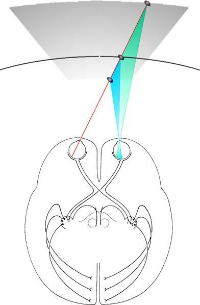 Panum s zone of fusion BINOCULAR INTERACTION - PERCEPTION fixation plane There is