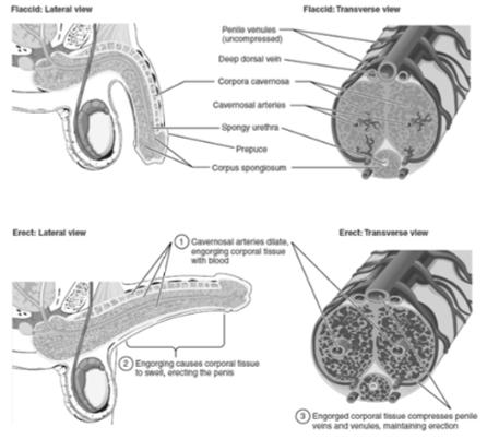 Anatomy of Normal Erection