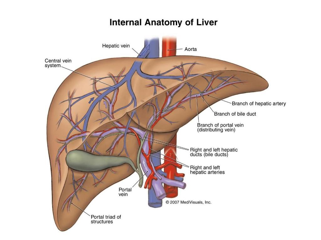 The Liver and Circulation The liver has a quadruple circulation system.