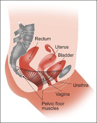 Pelvic floor muscle exercises The Pelvic Floor Muscles (PFM s) Lie at the base of the pelvis between the pubic bone at the front and tail bone at the back.