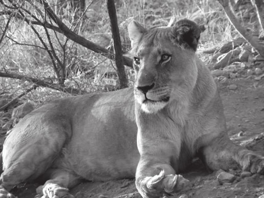 3 Fig. 3.1 shows a female lion in a game reserve. 8 Fig. 3.1 (a) (i) State one feature, visible in Fig. 3.1, which identifies the lion as a mammal.