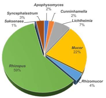 Mucorales Common causes of non-aspergillus invasive mould infections Genera Rhizopus (most prevalent) Mucor Rhizomucor Lichtheimia (formerly Absidia) Cunninghamella Apophysomyces Saksenaea