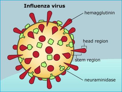Current and possible vaccines. Current vaccines mainly produce antibodies to hemagglutinin head (protein). Rapid antigenic drift.