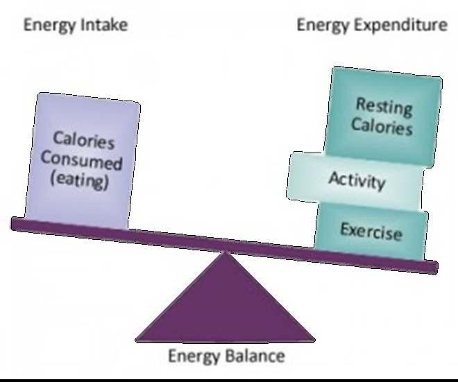 Energy Intake in Real Life Meal times related more to cultural and social norms Presence