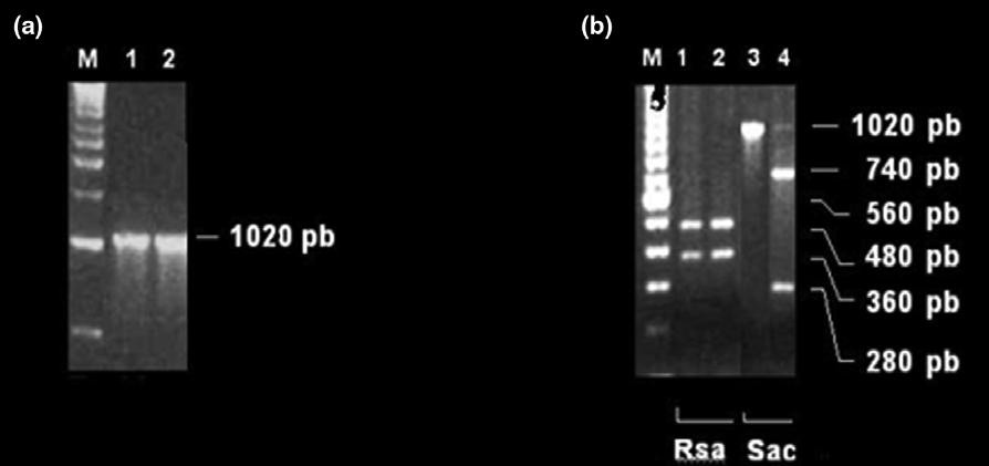 608 H Quintas, N Alegria, A Mendoncßa, A Botelho, A Alves and I Pires Fig. 6. PCR-REA results. (a) Specific amplified fragment obtained by PCR targeting gyrb gene. Lane 1 M.