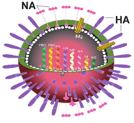 INFLUENZA Family: Orthomyxoviridae Genus: influenza virus Subtypes: A, B, and C Influenza A INFLUENZA Hemagglutinin (HA or H): 9 subtypes (H1-9) Neuraminidase (NA or N): 16 subtypes (N1-16)
